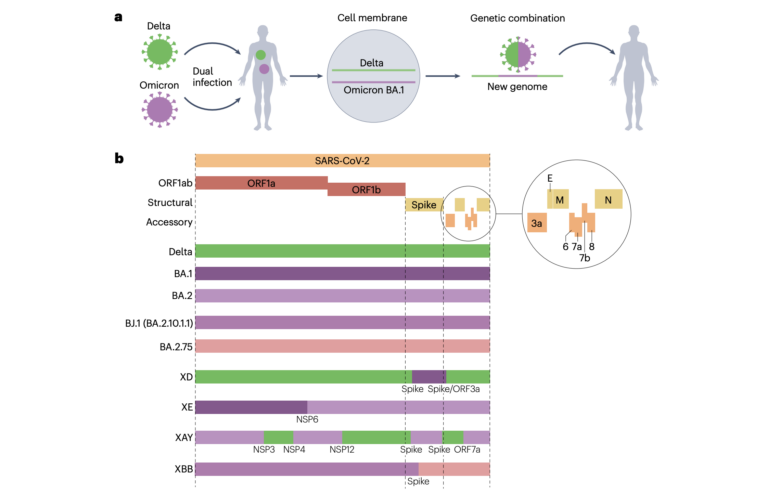 SARS-CoV-2 variant biology: immune escape, transmission and fitness